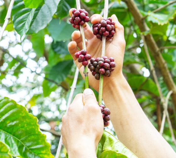 Benefits Of Coffee For Health