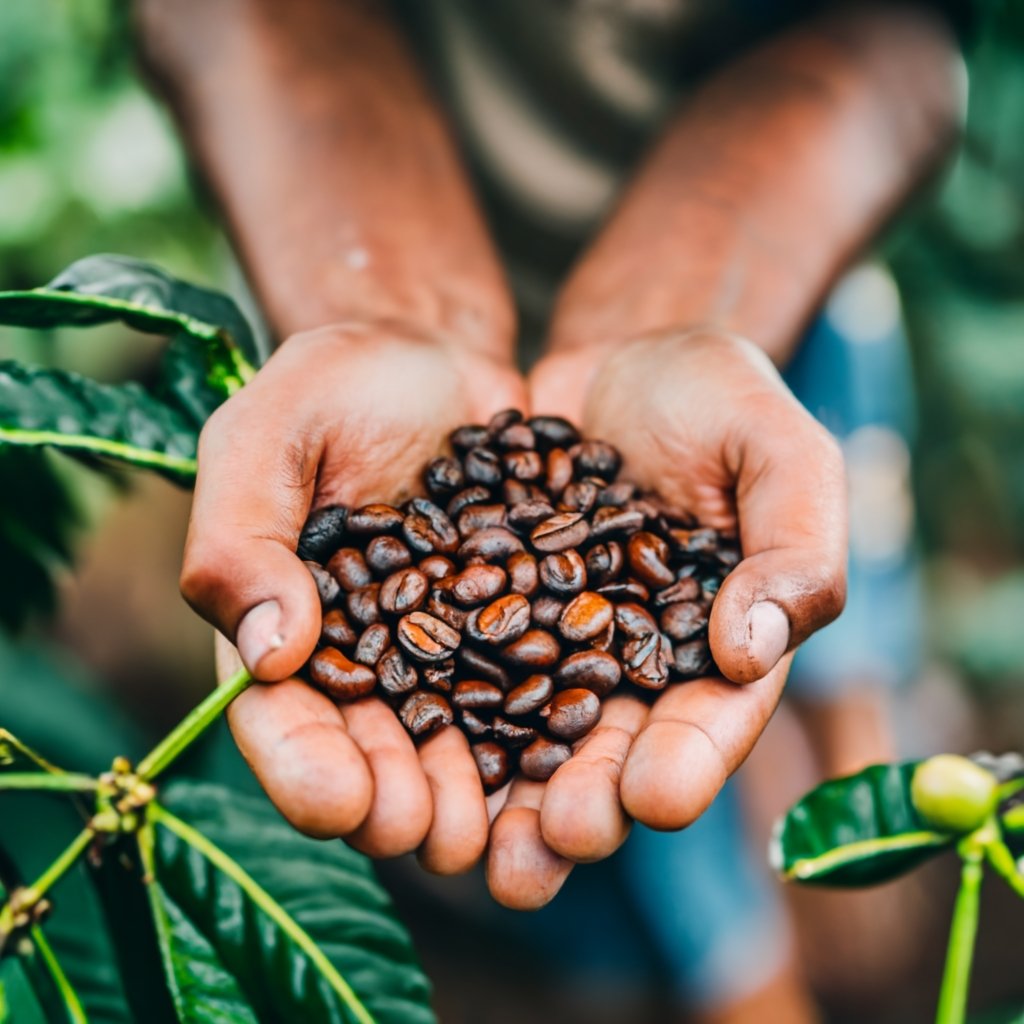 Buyers' Top Picks Chocolatey Dark Roast Peaberry Whole Bean Coffee